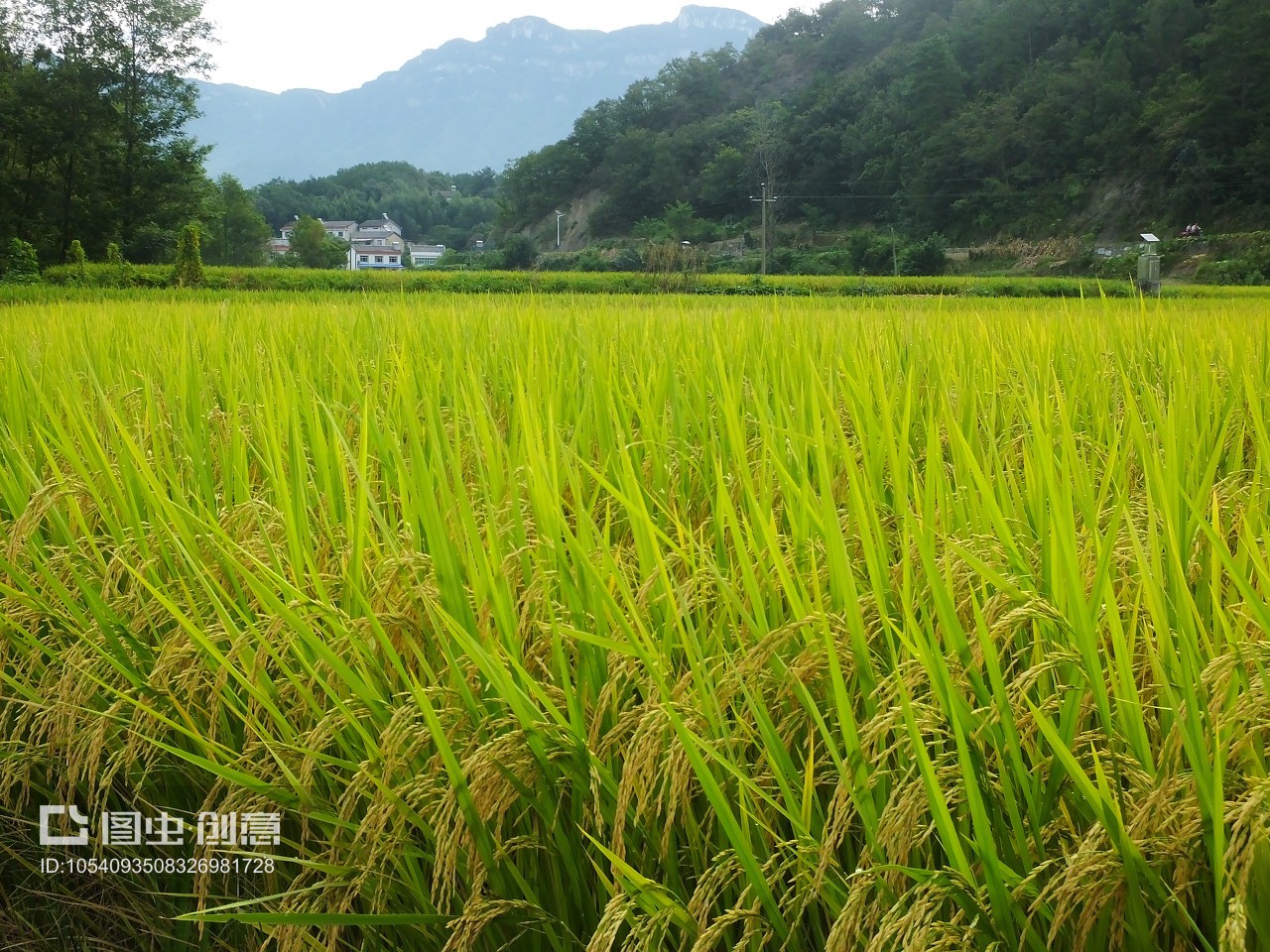 湖北夷陵南埡村 金秋稻浪話豐年，科技興農(nóng)繪新篇