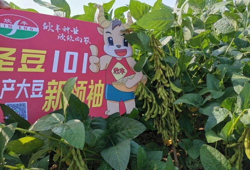 圣豆101創高產紀錄 畝產超300公斤引領農業培育新突破