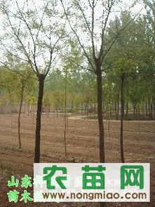國槐熱銷市場(chǎng)探秘 8-10公分全冠土球國槐價(jià)格、廠商與選購指南